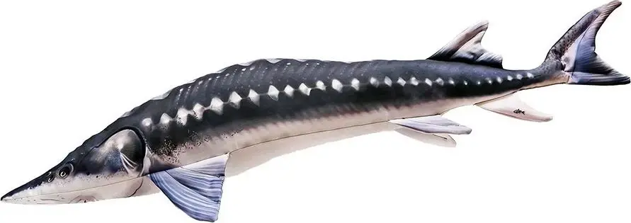 Maskotka Pluszak Jesiotr